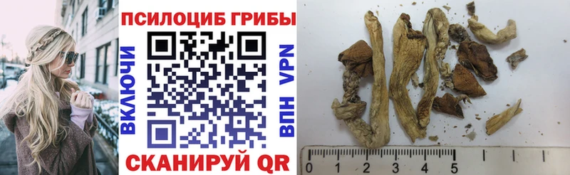 закладки  Салават  Галлюциногенные грибы Psilocybine cubensis 